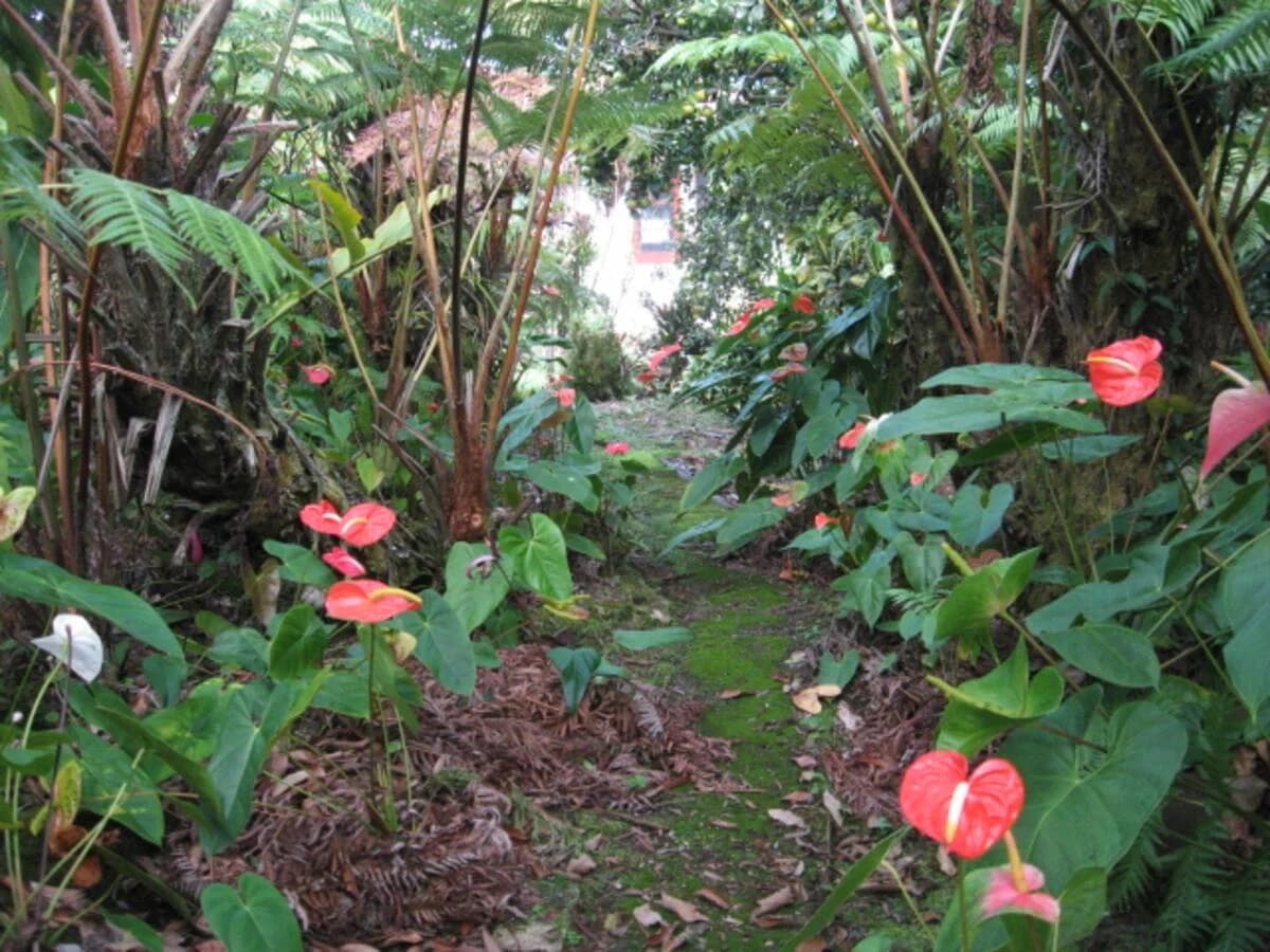 Tropical garden path with red anthurium flowers leading to cottage